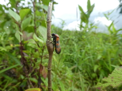 Cosmoscarta dimidiata