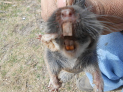 Thomomys umbrinus