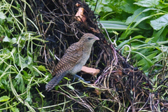 Centropus bengalensis