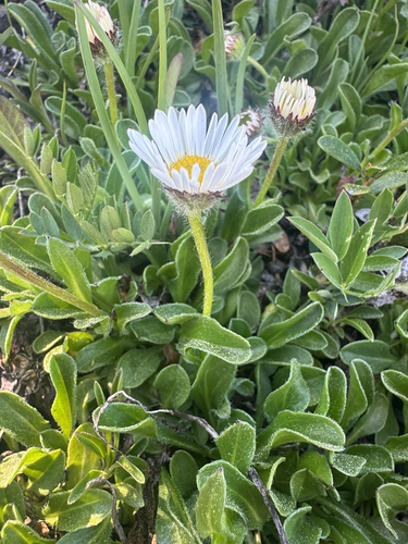 Flett's Fleabane (Erigeron flettii)