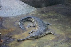 Gharial photo 2