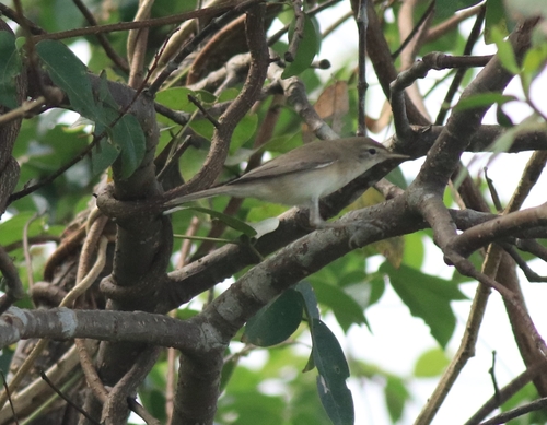 Sykes's Warbler (Iduna rama), photo 7