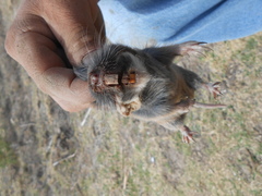 Thomomys umbrinus