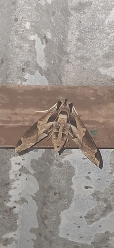 Satellite Sphinx (Eumorpha satellitia)
