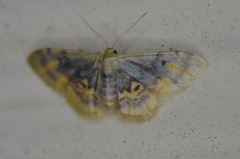 Idaea scintillularia