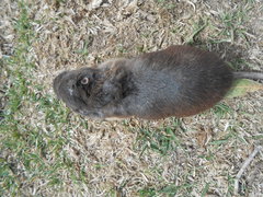 Thomomys umbrinus