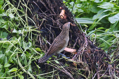 Centropus bengalensis