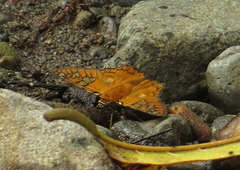 Myscelus amystis
