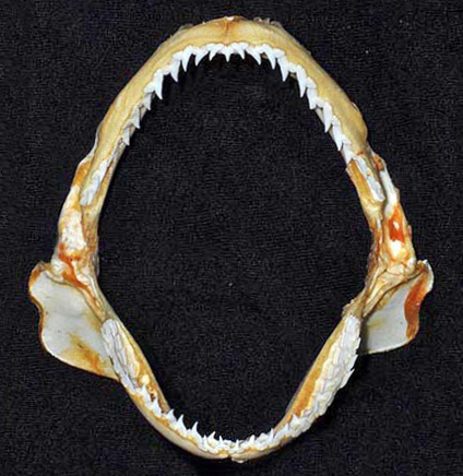 Caribbean Sharpnose Shark