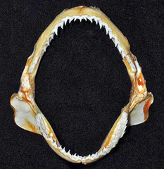 Caribbean Sharpnose Shark photo 1