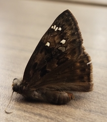 Erynnis horatius