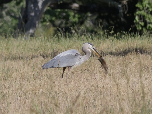 iNaturalist observation photo of Great Blue Heron