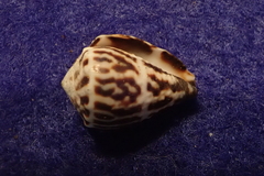 Conus chaldaeus