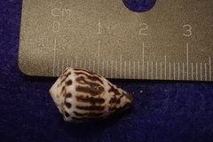 Conus chaldaeus