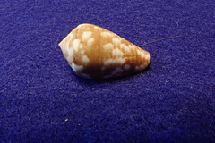 Conus catus