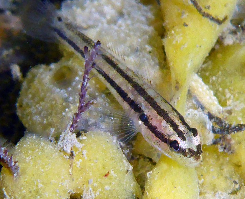 Estuarine Gobies