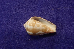 Conus catus