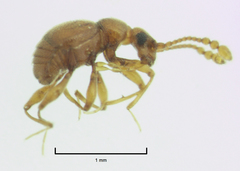 Gerallus punctipennis
