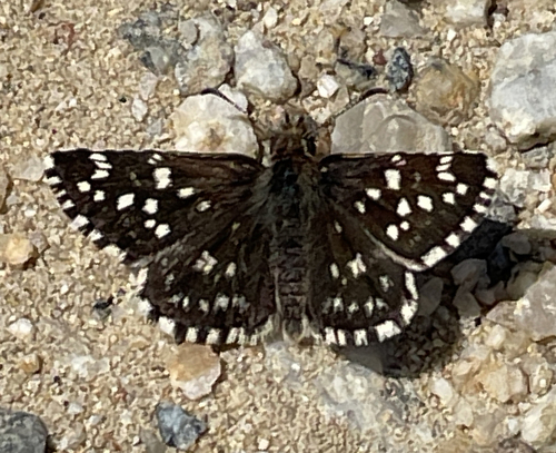 Two-banded Checkered-Skipper