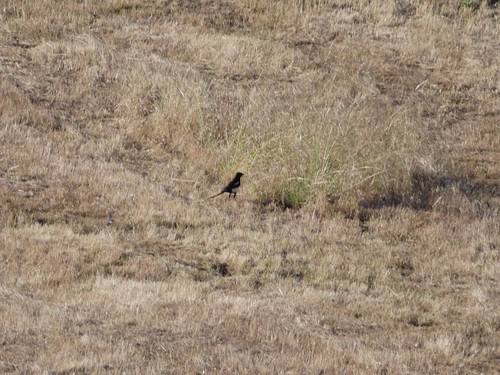 iNaturalist observation photo of Yellow-billed Magpie