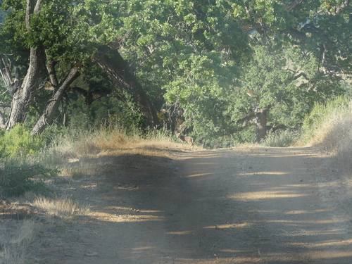 iNaturalist observation photo of Coyote