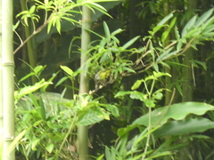 Culicicapa ceylonensis