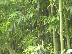 Culicicapa ceylonensis