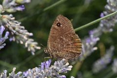Satyrus actaea