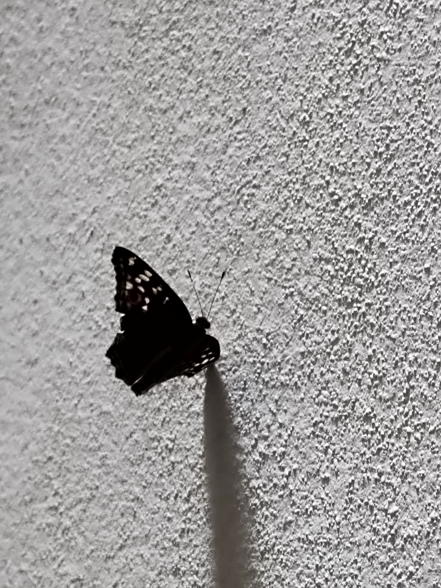 Lemon Pansy