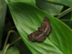 Quadrus cerialis