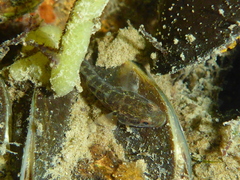 Lepidogobius lepidus