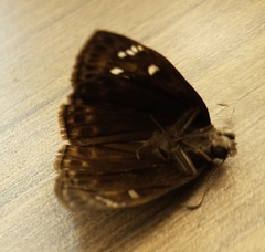 Erynnis horatius