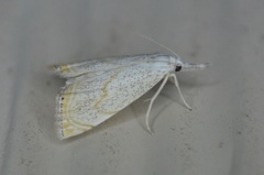 Haimbachia placidellus