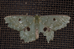 Chlorodontopera discospilata