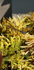 Acanthagrion floridense