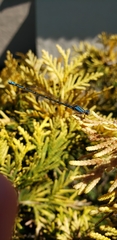 Acanthagrion floridense