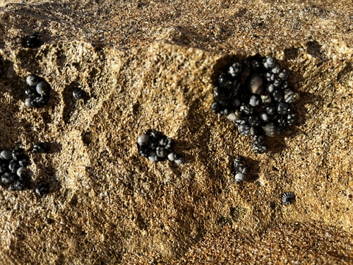 Echinolittorina hawaiiensis observed 2025-06-09