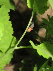 Lygaeus reclivatus