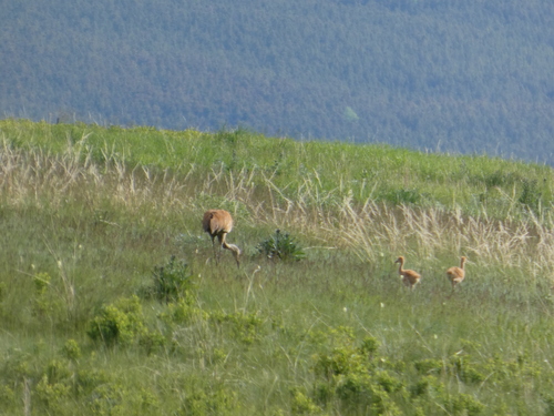 iNaturalist observation 2025-06-06