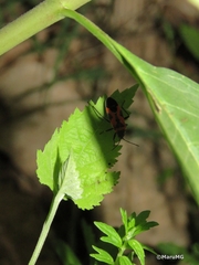 Lygaeus reclivatus