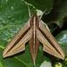 Brown-Banded Hunter Hawkmoth - Photo (c) Vijay Anand Ismavel, some rights reserved (CC BY-NC-SA), uploaded by Dr. Vijay Anand Ismavel MS MCh