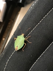 Chlorocoris complanatus