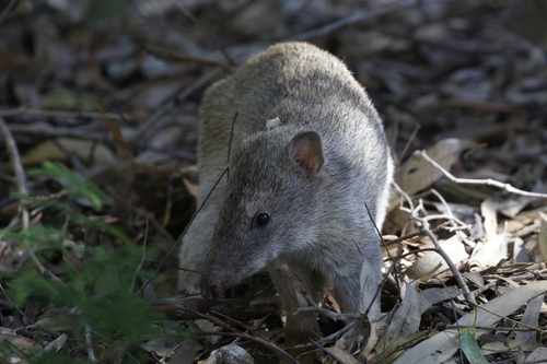 Northern Brown Bandicoot, Brisbane QLD, Australia, photo 9 of 10