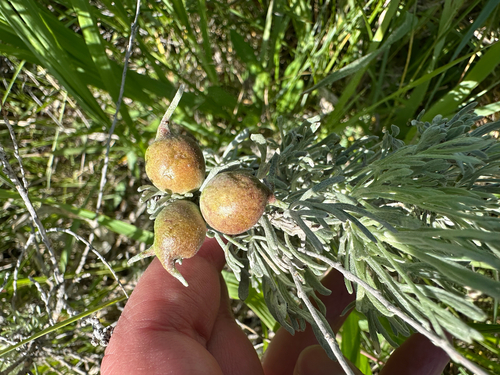 Unknown species found near Miller Butte Trail, Jackson, WY, US