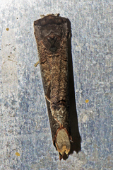 Phalera procera