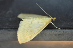 Ostrinia obumbratalis