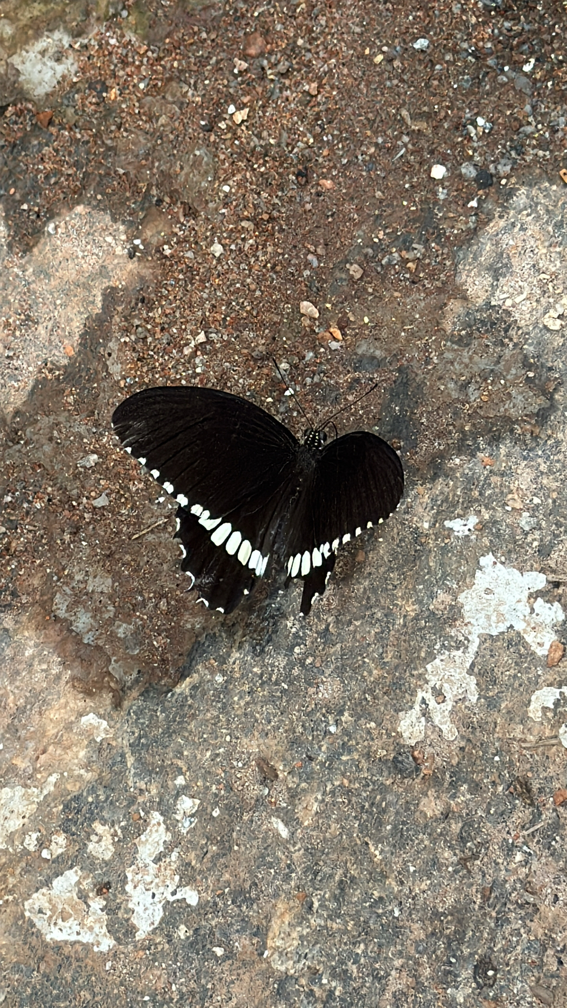 Common Mormon