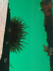 Anthopleura xanthogrammica