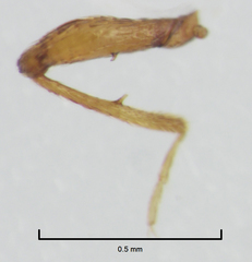 Gerallus punctipennis
