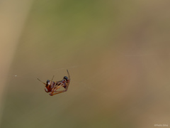 Argyrodes argyrodes